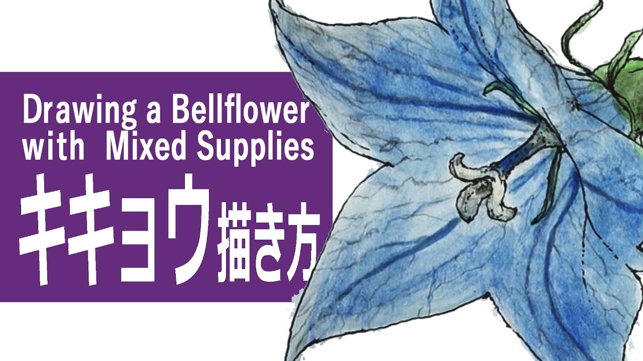 ペンと水彩絵の具とパステルのイラスト キキョウ 桔梗 How To Draw A Bellflower With Water Color Pastel Youtube