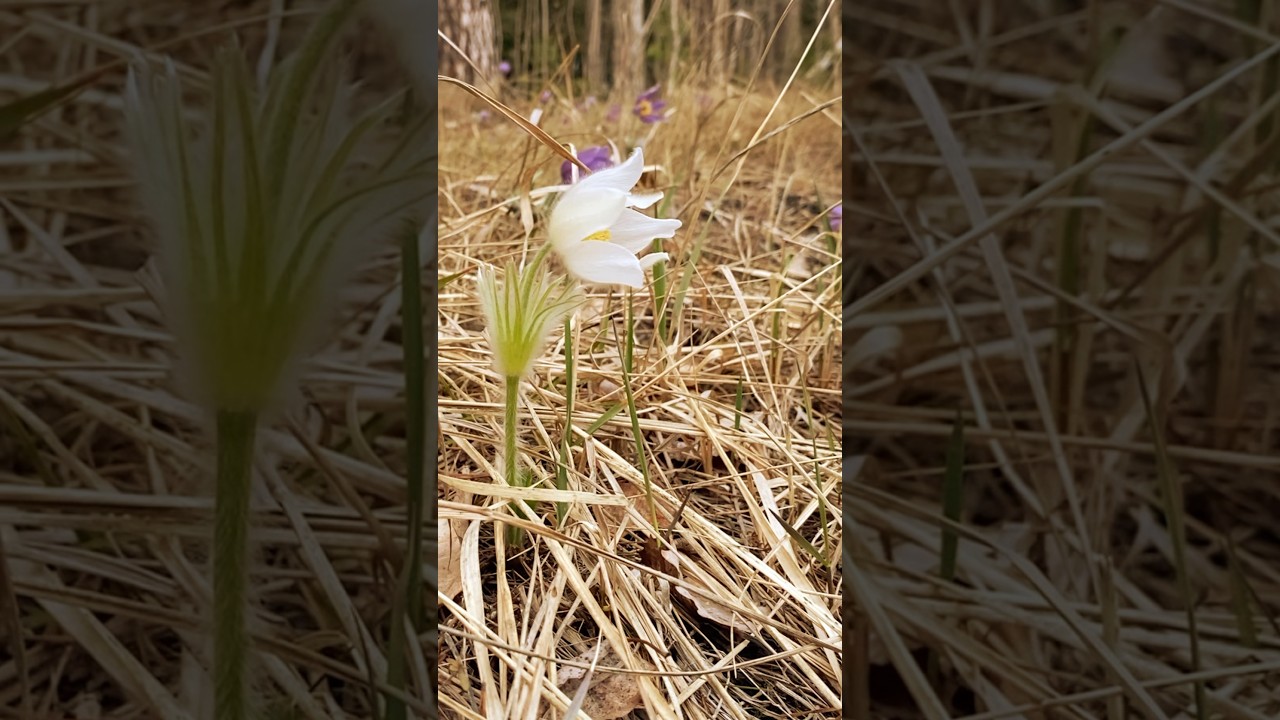 A quiet spring day in the countryside. 