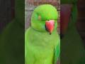 Mitthu So Jao Nind A Raha Hai Mitthu So Jao Talking Green Parrot Lover #youtubeshorts #shortsfeed