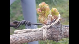 Первые плановые обработки винограда от болезней и вредителей