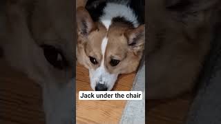 Jack under the chair
