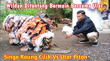 Can macanan singo Raung cilik ditantang bermain dengan ular piton
