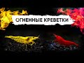 Огненные аквариумные креветки неокаридины