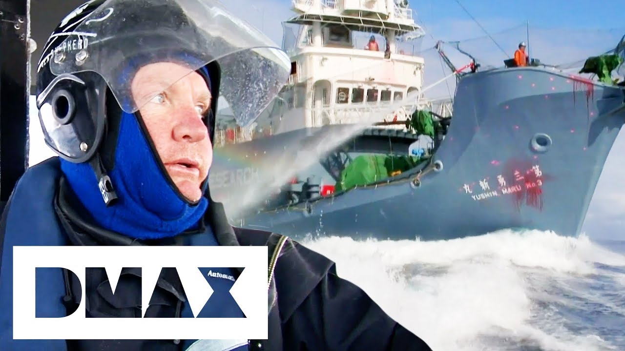 Whale Wars: How was the Sea Shepherd's new ship sunk? 