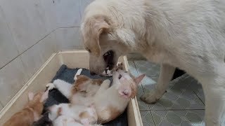 The Reaction Of Mother Cat Meeting Big Dog for the First Time