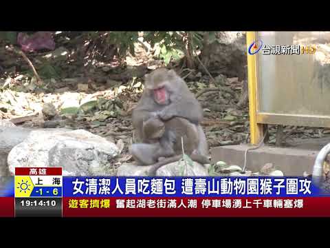女清潔人員吃麵包 遭壽山動物園猴子圍攻