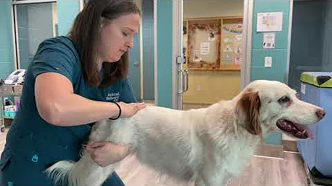 Canine Chiropractic Adjustment with Dr. Susan and ...