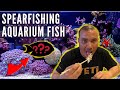 Spearfishing Hawaii Aquarium Fish {Kole Catch Clean Cook}
