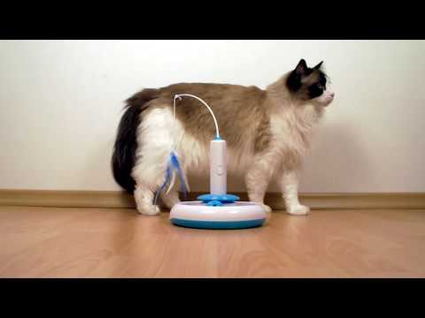 Video: Hledáme: Perfektní Hračka Pro Kočky