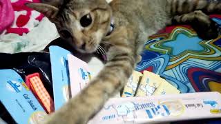 Dami Nya Rin Tango Prang Lht Bet Nya