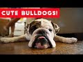 The Funniest Bulldog Videos of 2017 Weekly Compilation   Funny Pet Videos