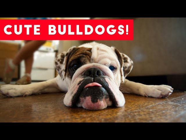 The Funniest Bulldog Videos of 2017 Weekly Compilation | Funny Pet Videos