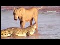 Lion, Tiger vs Crocodile Real Fight at River