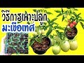 วิธีการเพาะปลูกมะเขือเทศด้วยเมล็ด ให้โตเร็ว ลูกดก Planting tomato seedlings