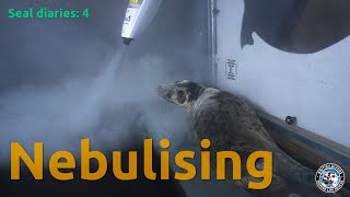 Seal diaries  Nebulising