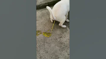 Baby Labrador had a bad poop. #labrador #labradorretriever  #dog #doglover #puppy  #maltese #dogs