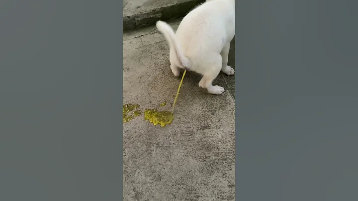Baby Labrador had a bad poop. #labrador #labradorretriever  #dog #doglover #puppy  #maltese #dogs - DayDayNews