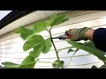 Fig Winterization: Pruning Before Frost