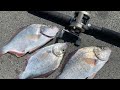 Surfperch: Catch, COOK and EAT! (Surf Fishing HOW-TO) **Redtail Surfperch Fishing NorCal**