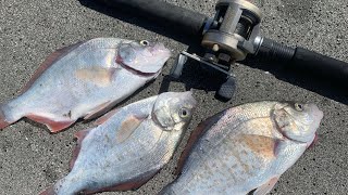 Surfperch: Catch, COOK and EAT! (Surf Fishing HOW-TO) **Redtail Surfperch Fishing NorCal**