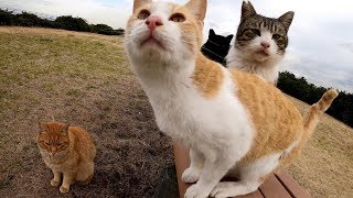 海辺の広場で元気に運動会をする猫達