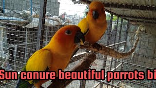 Sun Conure Parrot Brider Pair Sun Conure most beautiful parrots in the world Sun Conure birds