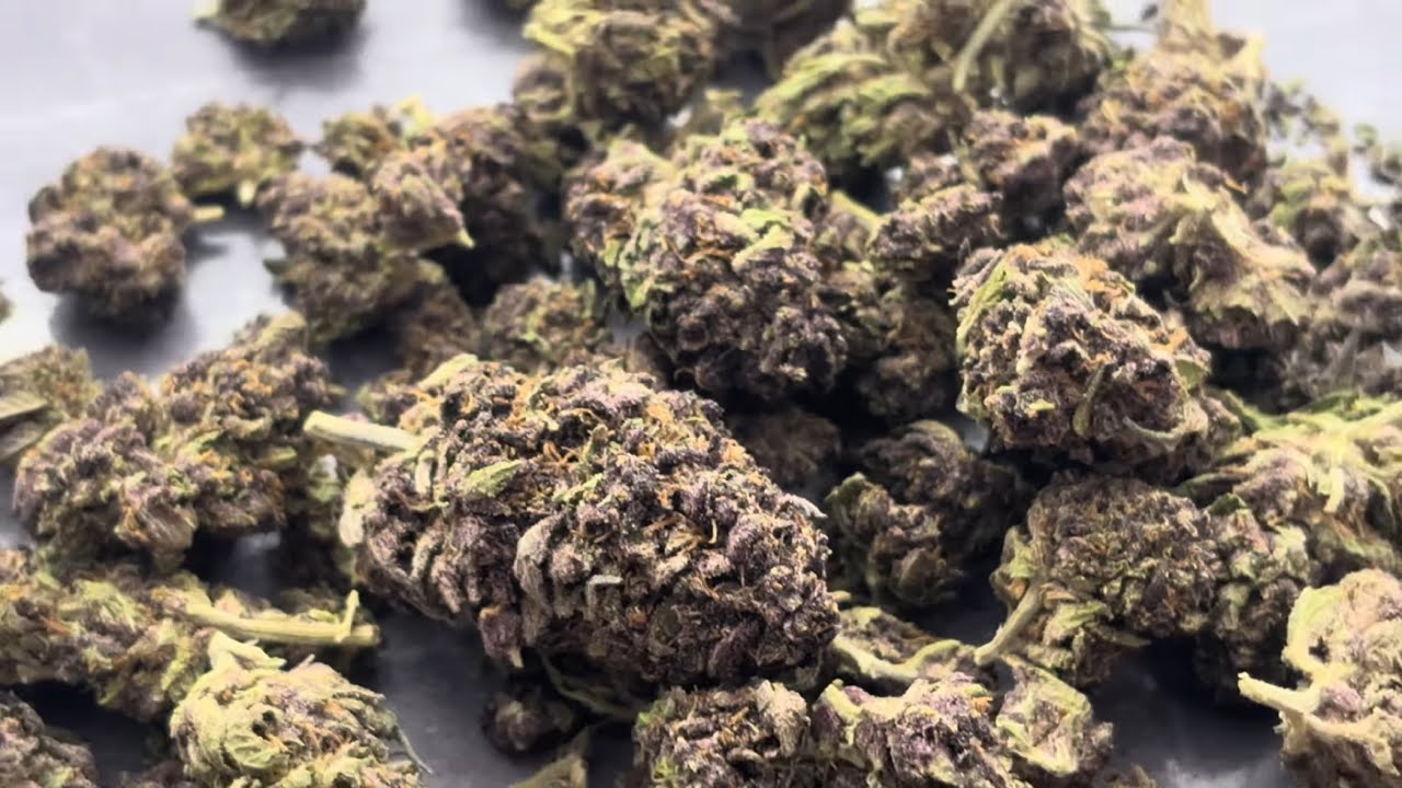 Thca small buds Tropicana cherry review 