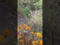 Цветы на балкончике