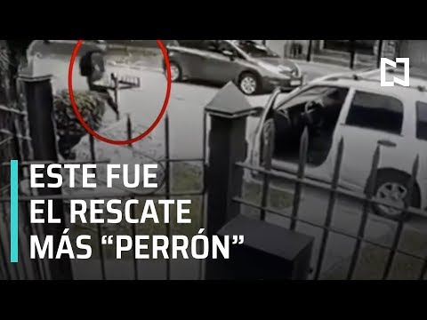 Dos perros salvan a su dueño de asalto - Las Noticias