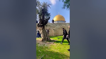 سورة يوسف / اسلام صبحي