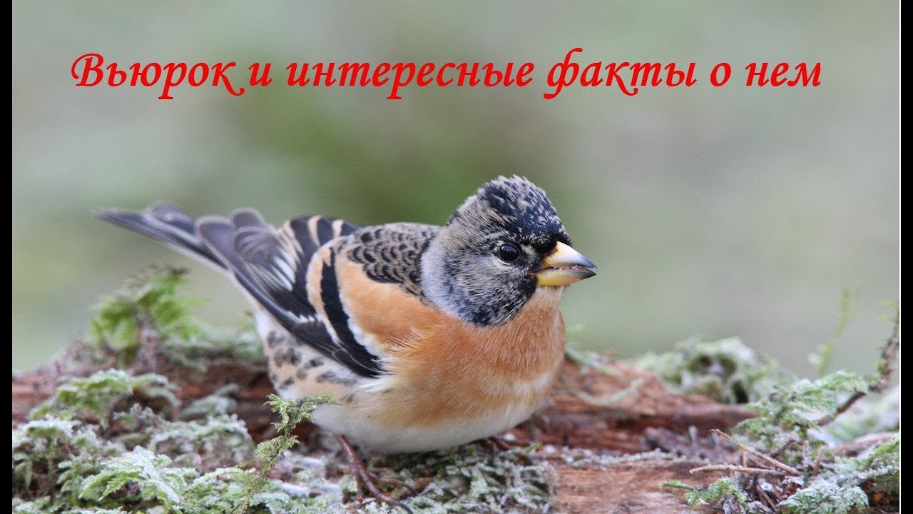 Вьюрок Фото Птица