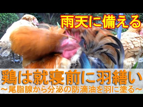 鶏は就寝前に羽繕い 夕方の余暇に尾脂腺から分泌の防滴油を羽毛に塗るニワトリ Youtube