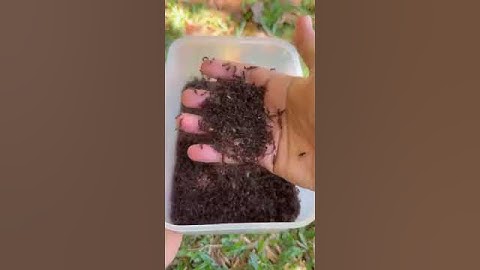 How to Find Crickets: Easy Cricket Hunting Guide