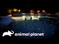 Bajo las estrellas: la piscina con su propia constelación | Piscinas Soñadas | Animal Planet