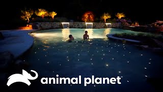 Bajo las estrellas: la piscina con su propia constelación | Piscinas Soñadas | Animal Planet