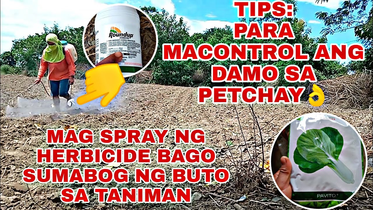 ПАВИТО ПЕТЧАЙ (WED CONTROL)