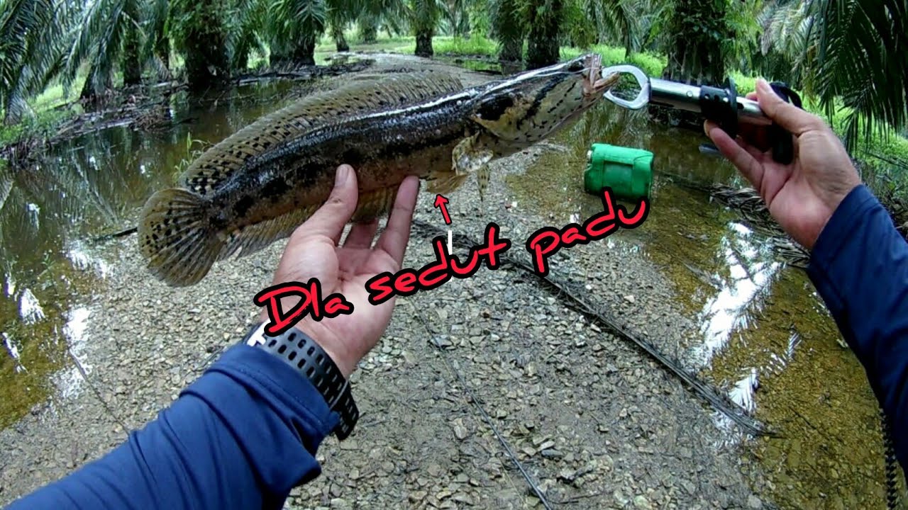 Casting Ikan Bujuk dan Haruan Di Spot Sawit Banjir | Daiwa Revrose 1000 LT | Vlog65