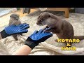 カワウソコタローとハナ　気持ちいいと噂のグローブブラシを使ってみた　Otter Kotaro&Hana Magic Pet Grooming Glove