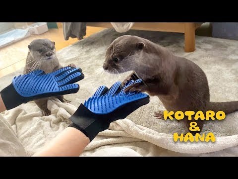 Otter Kotaro&Hana Magic Pet Grooming Glove