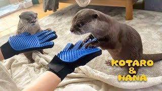 カワウソコタローとハナ　気持ちいいと噂のグローブブラシを使ってみた　Otter Kotaro&Hana Magic Pet Grooming Glove