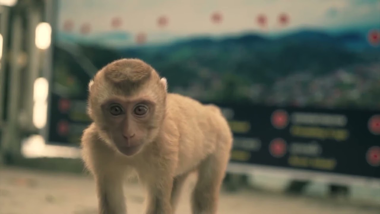 IBIZA SUMMER MIX 2021 🌱 Best Of Tropical Deep House Music Chill Out Mix 🍓