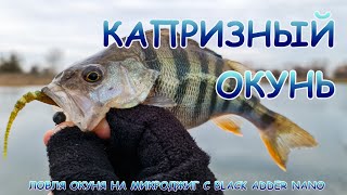 Микроджиг и поиски капризного окуня! Пассивные приманки  отлично ловят!