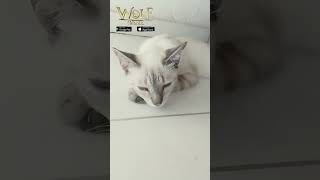 WOLF GAME | Um gatinho dormindo bem bonitinho 😻 #wolfgame #shorts