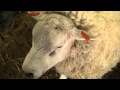 Овцы породы тексель на Всероссийской выставке овец г Элиста