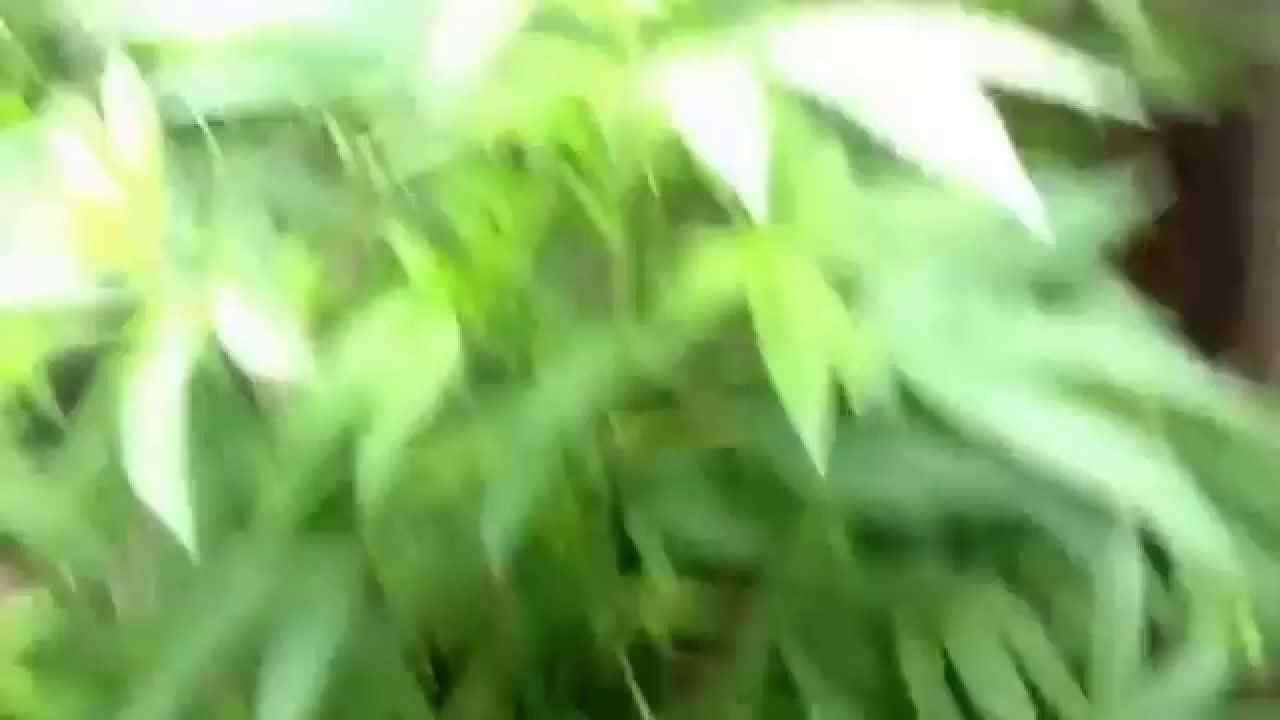 Green Thumb Girls-The Side Plant- All By Her Lonesome