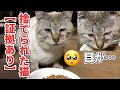 【証拠あり】猫を捨てた犯人がわかりました。
