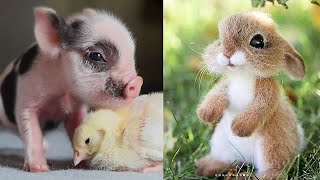 Cute baby animals Videos Compilation cute moment of the animals Cutest Animals #2 by Animal Universe 308 views 3 years ago 11 minutes, 10 seconds