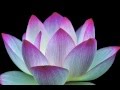 酔妃蓮 〜儚くも美しき四日間の奇跡〜 Beautiful lotus flower  蓮の花　癒しの風景