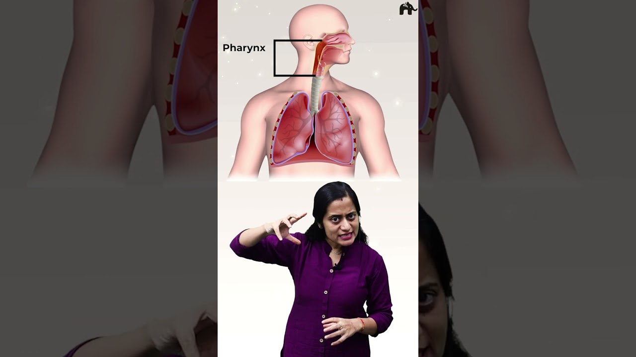 Breathing & exchange of gases | Human respiratory system | Class 11 Bio Roshni 