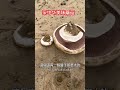 #新鲜采摘 #mushroom #garden #きのこ